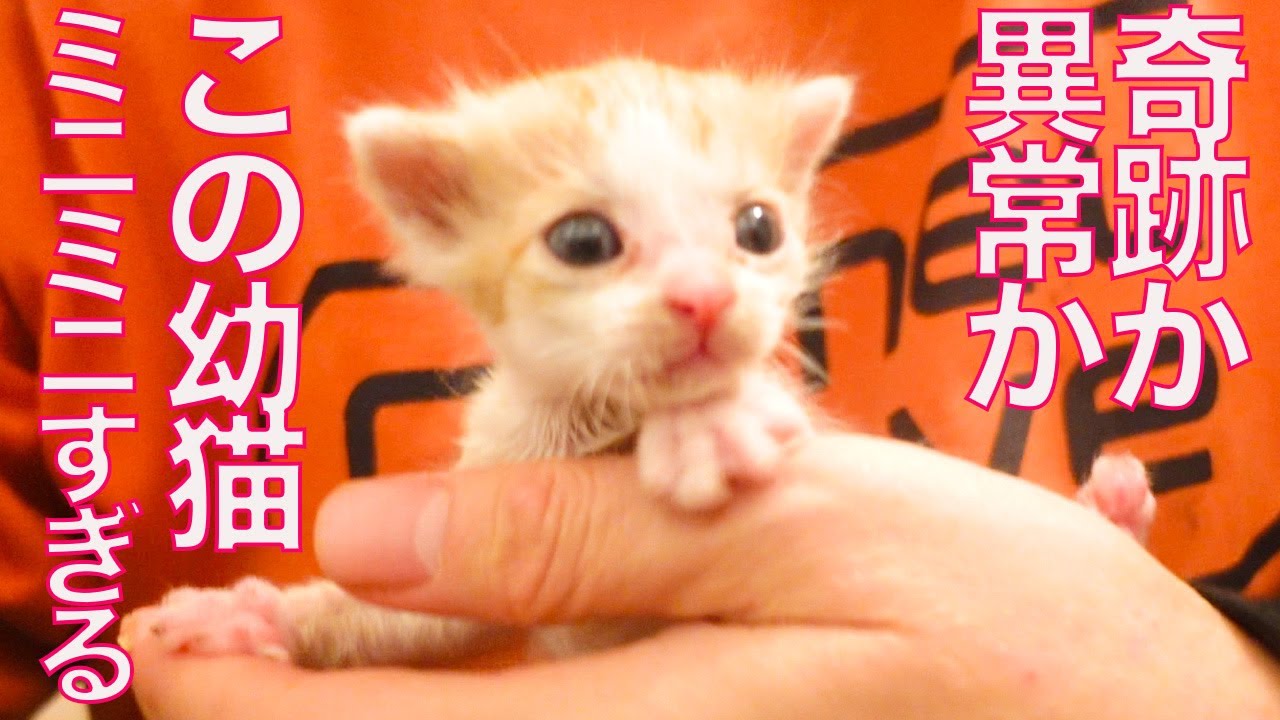 あり得ないミニミニ幼猫、保護されてやってくる Too small kitten had come