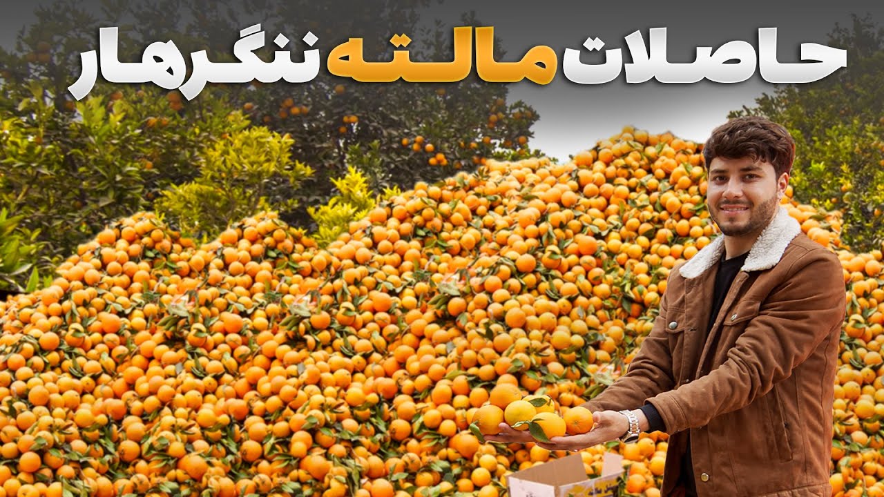 سفر با ظفر - دیدار سمیع الله ظفر از برداشت حاصلات ملته بتی کود در بزرگتر باغ ننگرهار