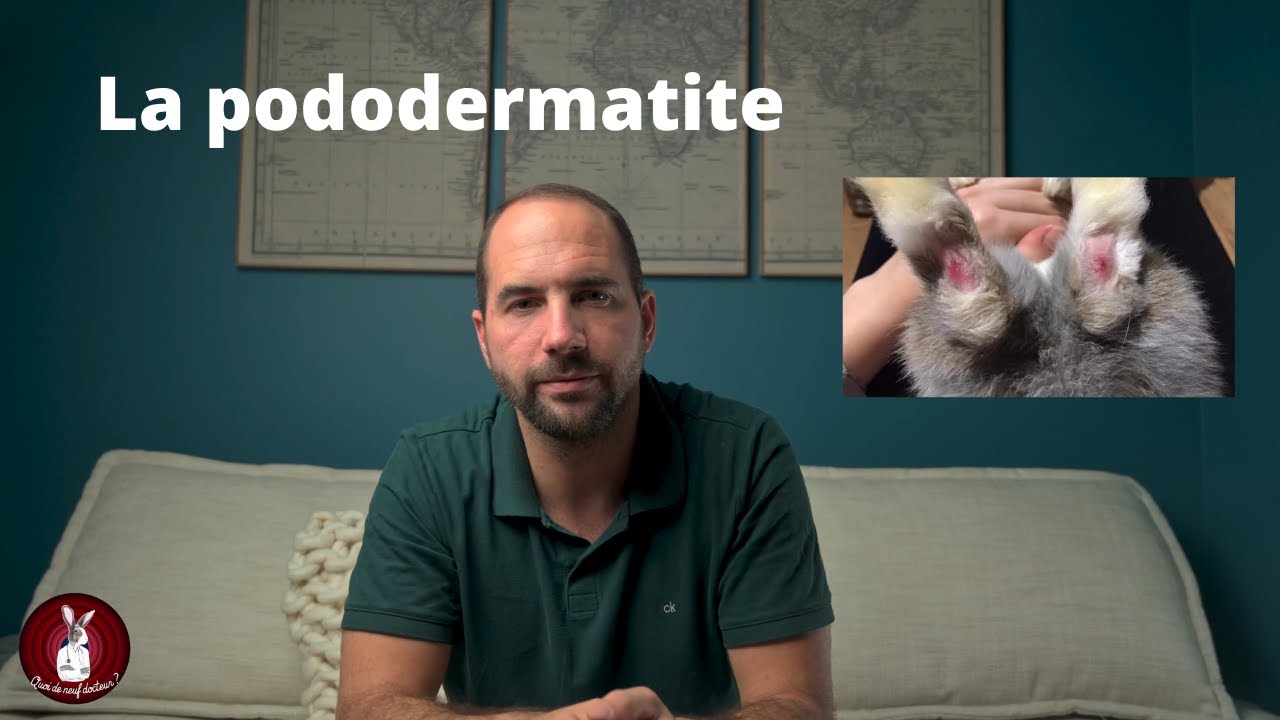 La pododermatite du lapin, qu'est ce que c'est? Comment la soigner et comment l'éviter?