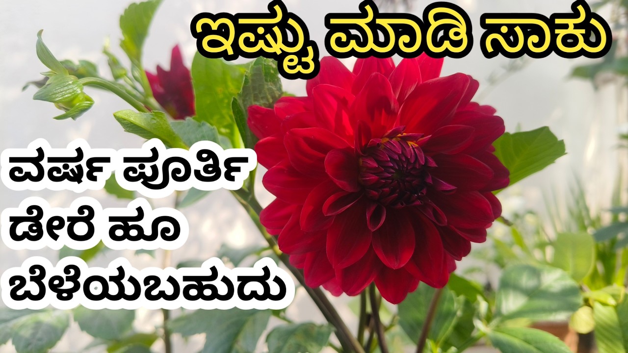 ಡೇರೆ ಗಿಡದಲ್ಲಿ ವರ್ಷವಿಡೀ ಹೂ ಪಡೆಯಲು ಇಷ್ಟು ಮಾಡಿದರೆ ಸಾಕು #dere #ಡೇಲಿಯಾ