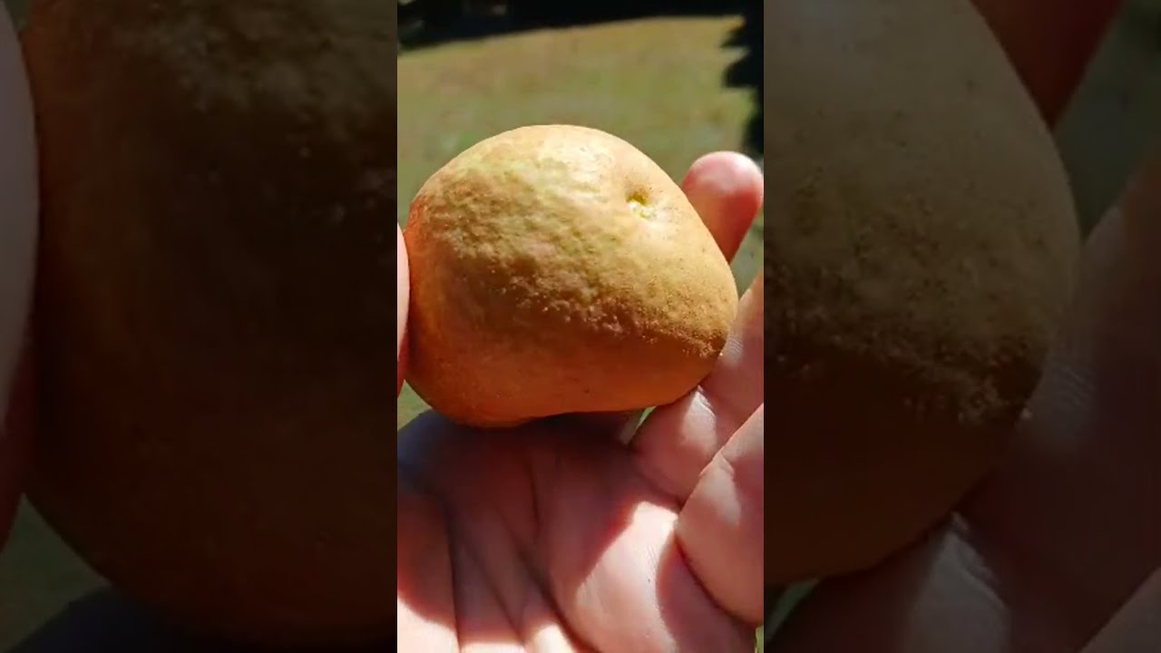 The Pear, Pyrus communis, Taste Test!