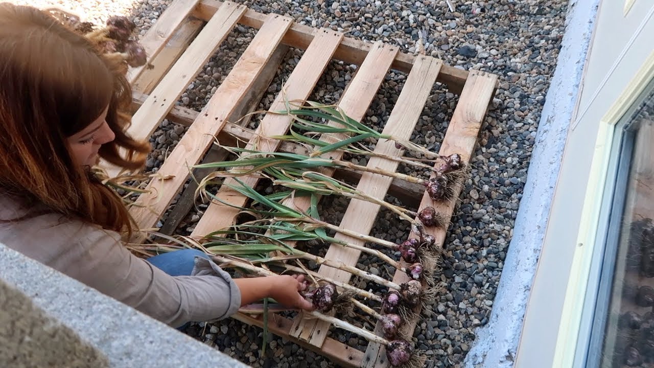 Harvesting Garlic & Onions + Planting Zinnias! 👩‍🌾🌿🌸// Garden Answer