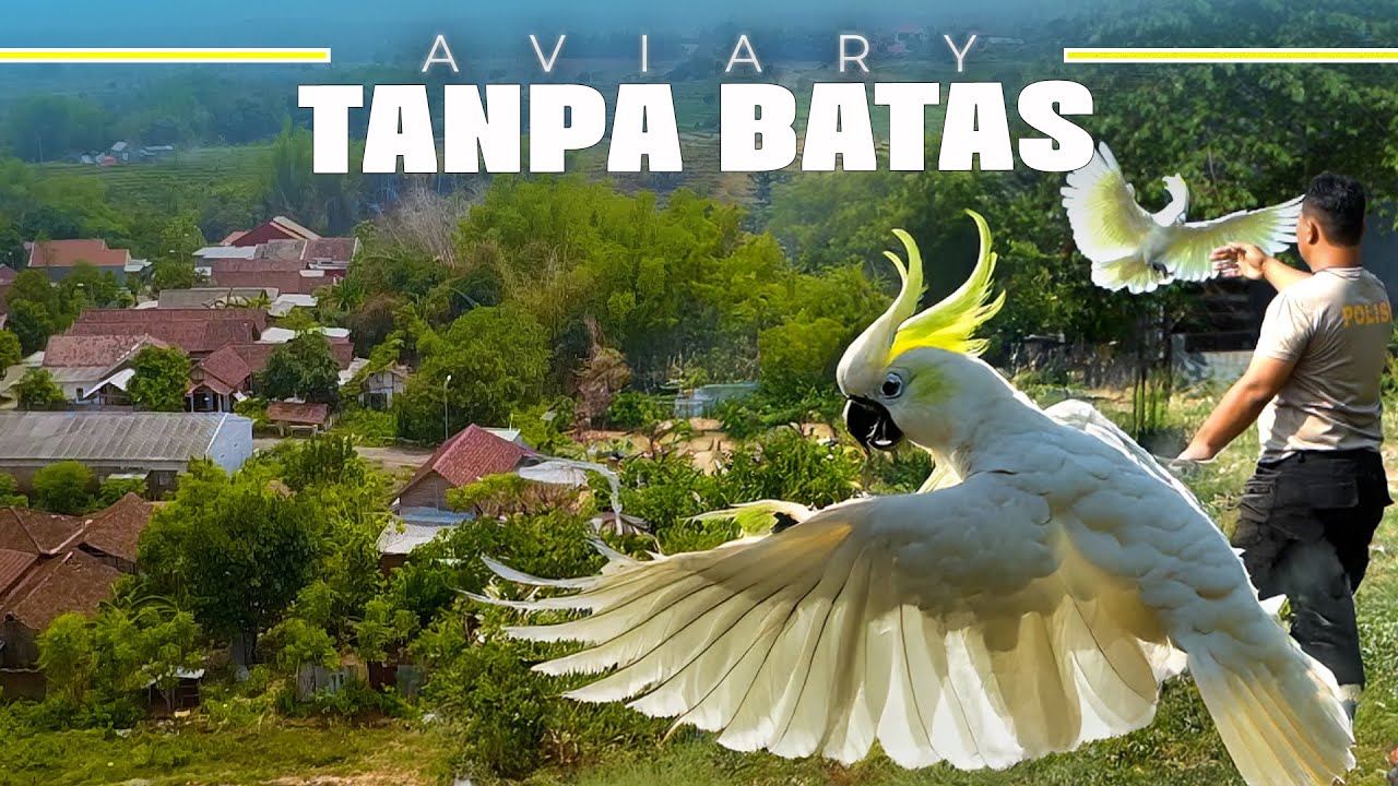 KE MOJOKERTO DEMI LIAT AVIARY INI.. LUAR BIASA 😍