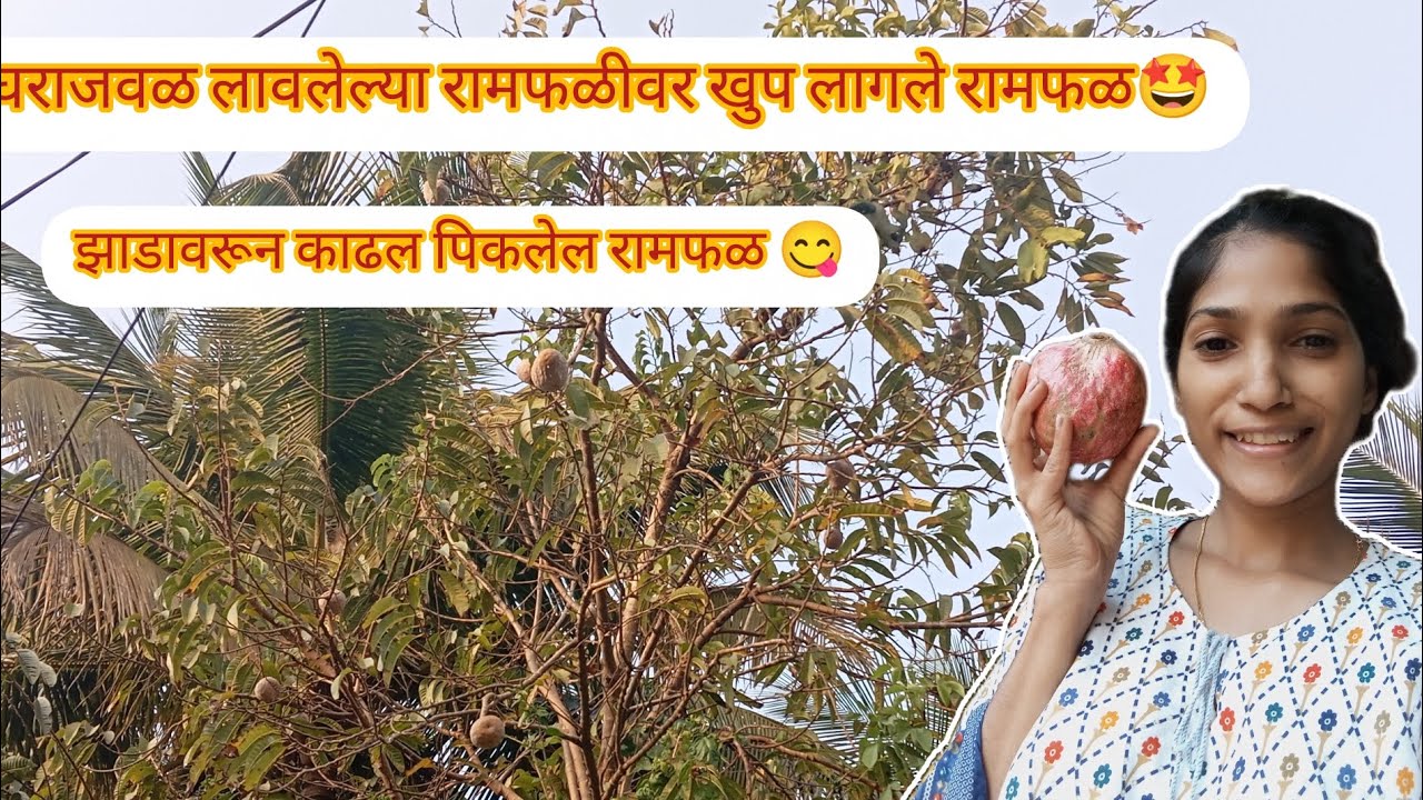 घराजवळ लावलेल्या रामफळीवर खुप लागले रामफळ🤩 झाडावरून काढल पिकलेल रामफळ😋 चवीला एकदम गोड