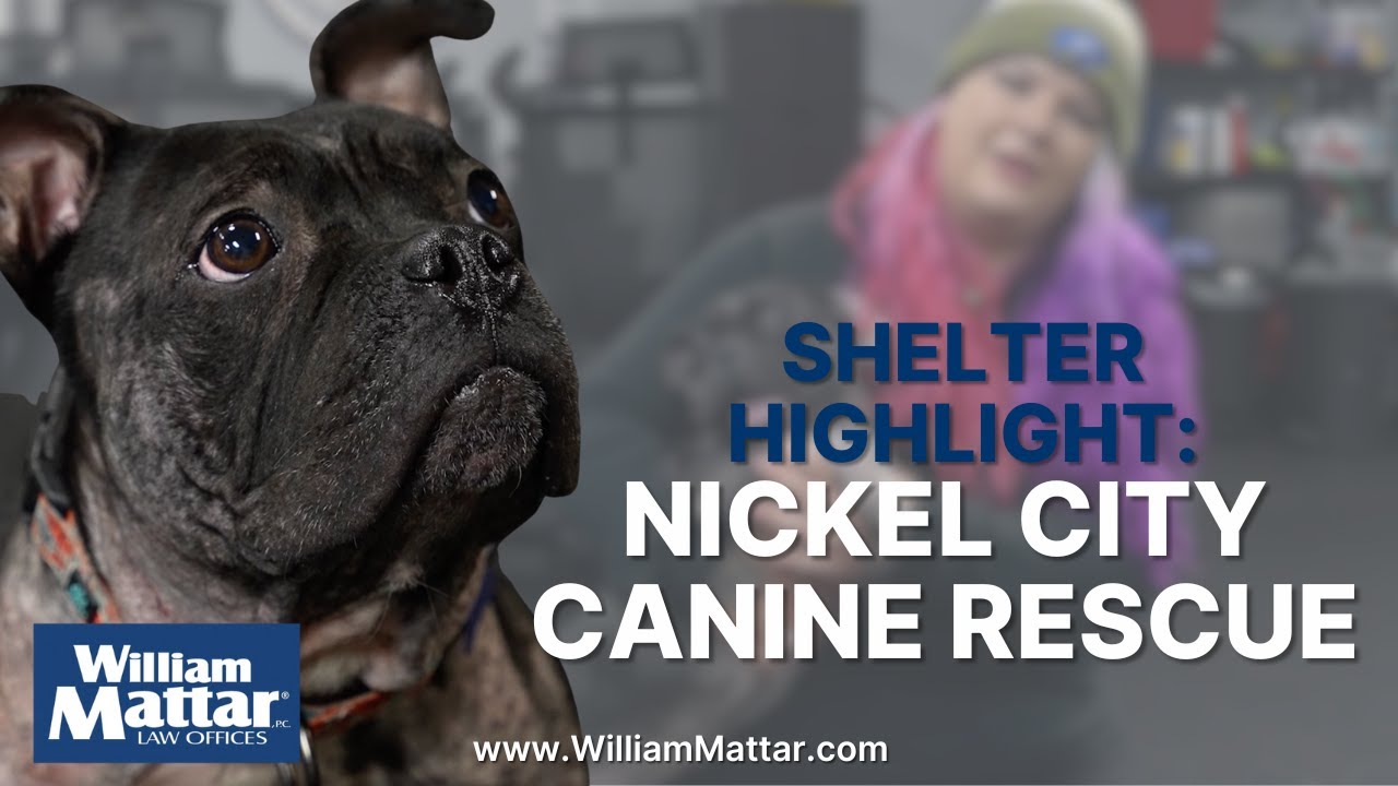 William Mattar Shelter Highlight: Nickel City Canine Rescue