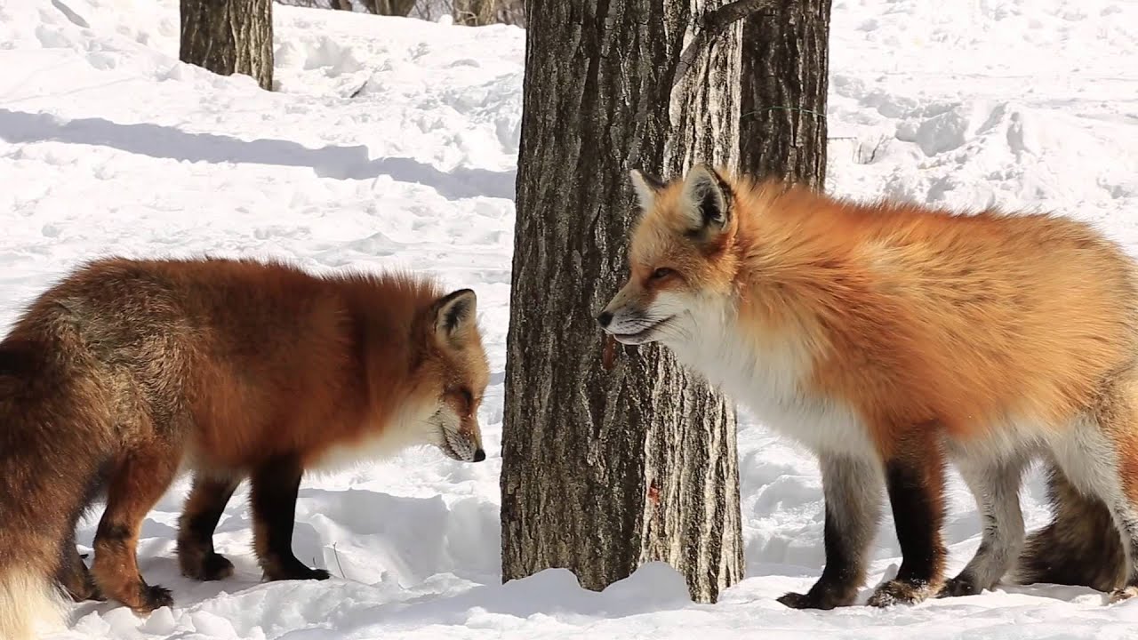 20140222 蔵王キツネ村