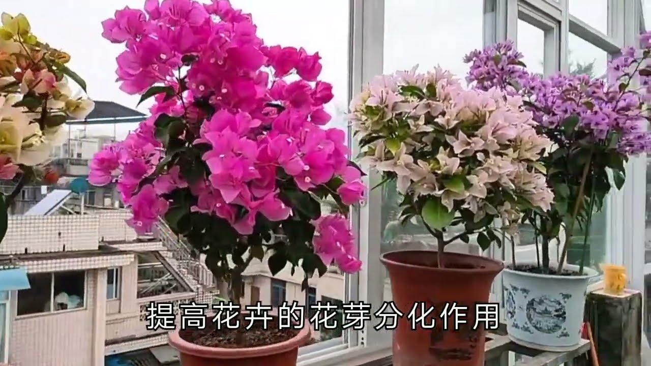 养三角梅，用这几招，就能轻松做到只见花不见叶