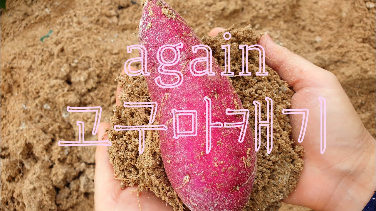 또 다시 고구마캐기