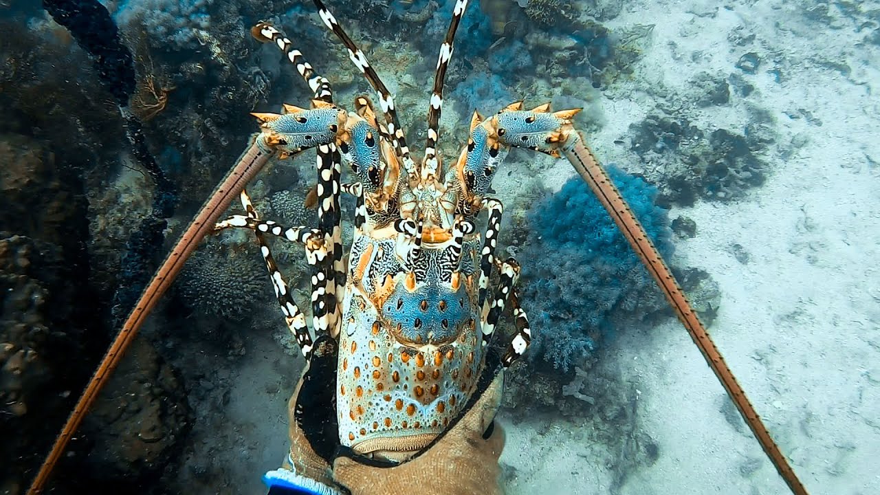 Commercial Harvest Of Giant Tropical Lobster