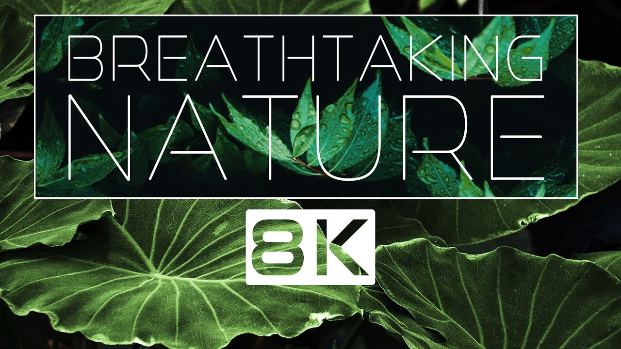 8K NATURE • Захватывающий релаксационный фильм о природе в формате 8K Ultra HD • 8D AUDIO