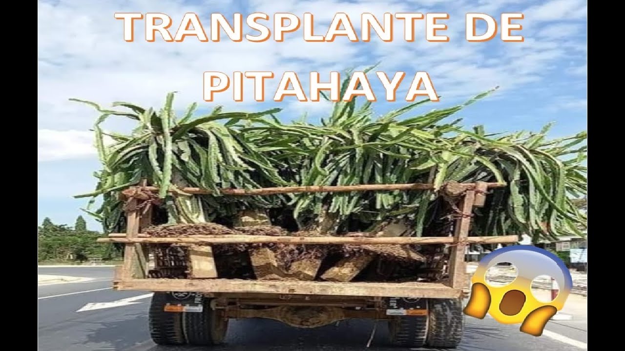 TRANSPLANTE DE PITAHAYA - TRANSPLANTATION OF PITAHAYA DRAGON FRUIT