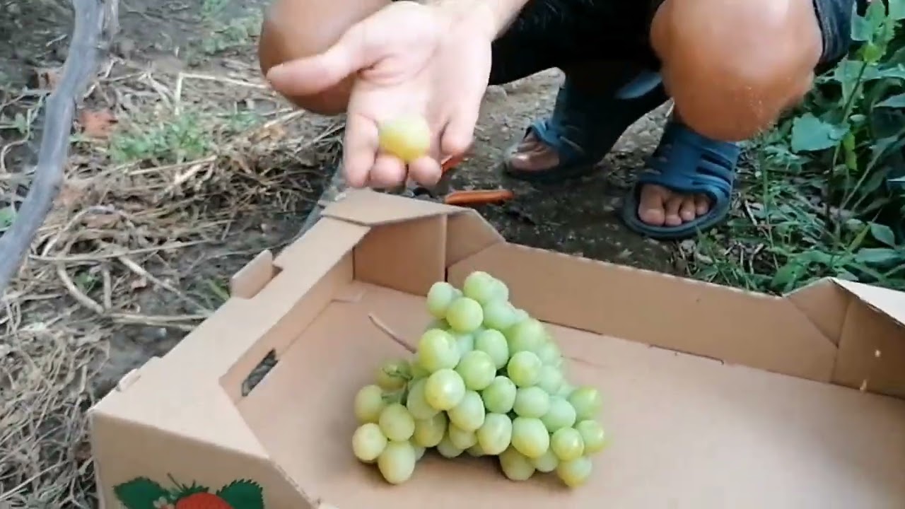 Виноград Дарья 2022г