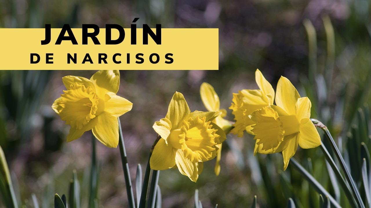 Pradera de NARCISOS: características y floración - Decogarden  - Jardinatis