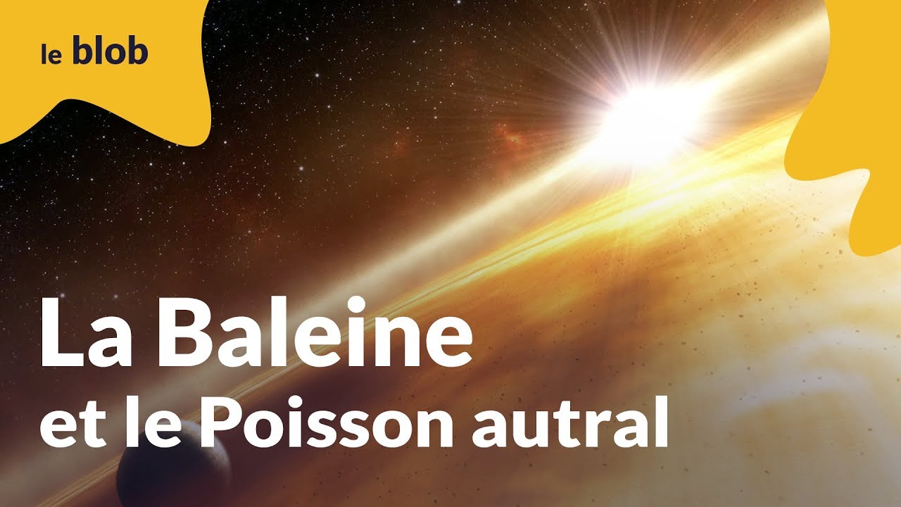 Ciel ! La baleine et le poisson austral