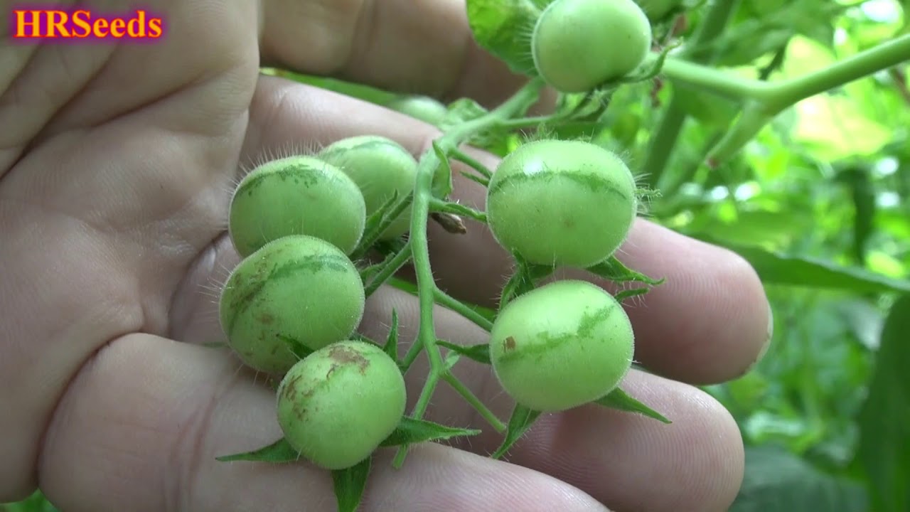A Closer Look At The Wild Hairy Tomato Plant | Lycopersicon hirsutum f. glabratum