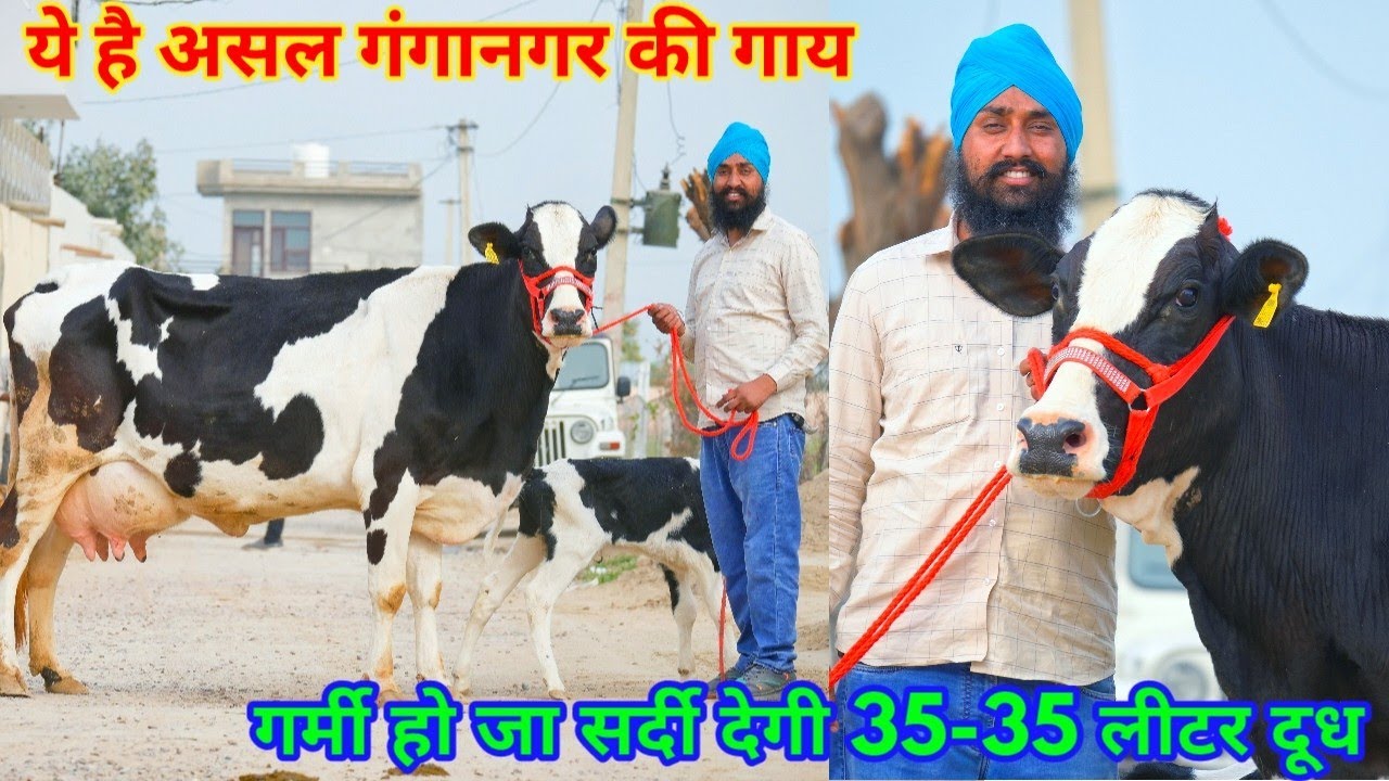 72000 के हिसाब से 35 लीटर तक दूध की 9 गाय गुजरात के लिए। High Milking Cows at Cheap Price.Gill Dairy