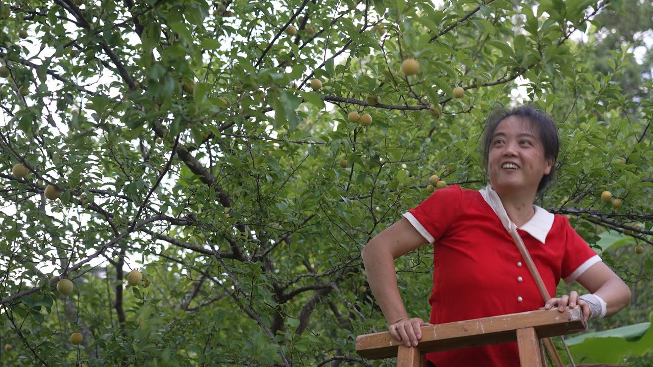 From Tree to Street: Selling Freshly Picked Plums in 14 Minutes!树上到舌尖！14分钟看莲姐摘李子挑担上街卖