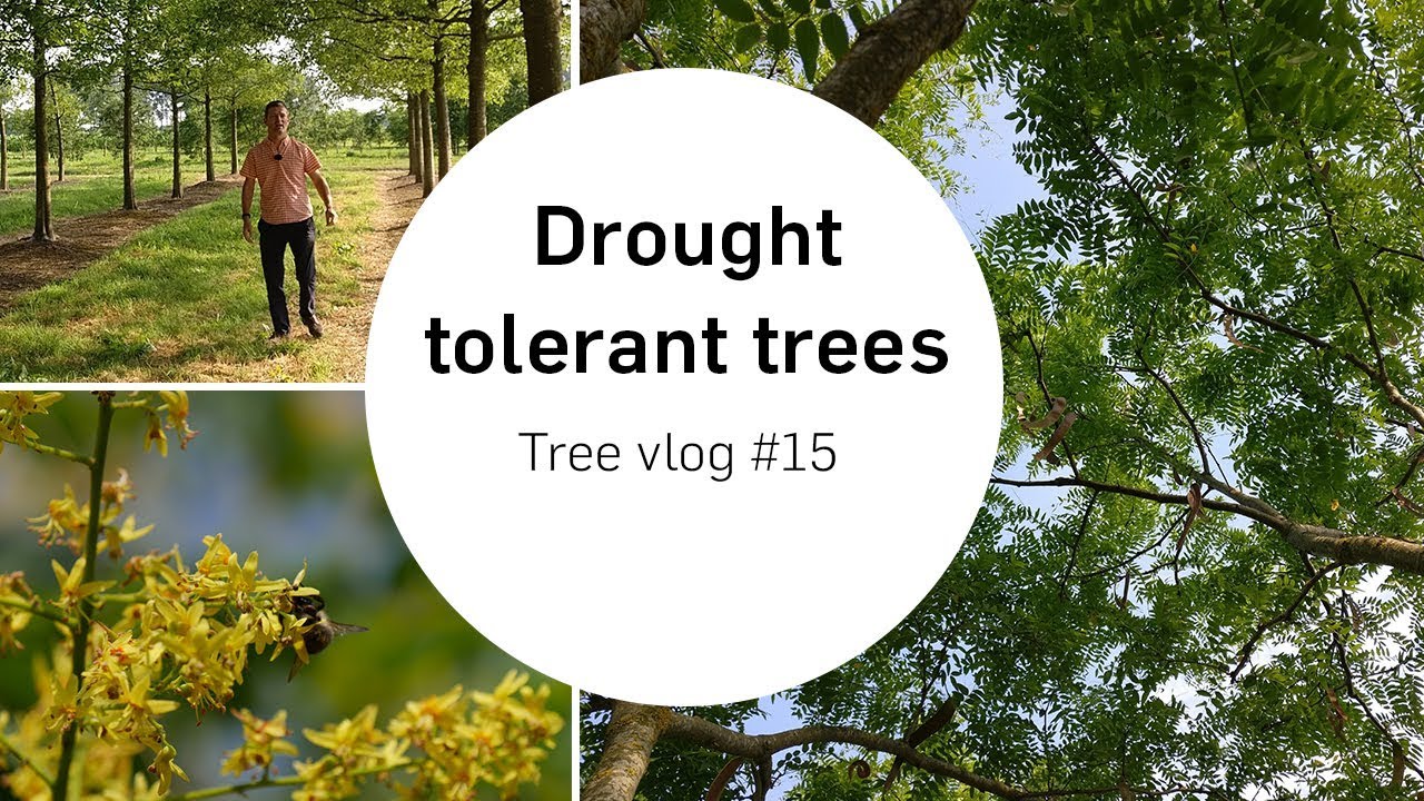 Drought resistant trees | Tree vlog #15