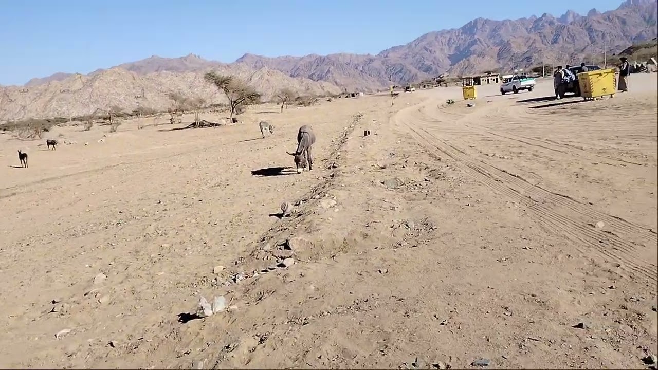 من هنا مر سبعون نبيًا، وينزله سيدنا عيسى في آخر الزمان، واستراح فيه النبي عليه الصلاة والسلام