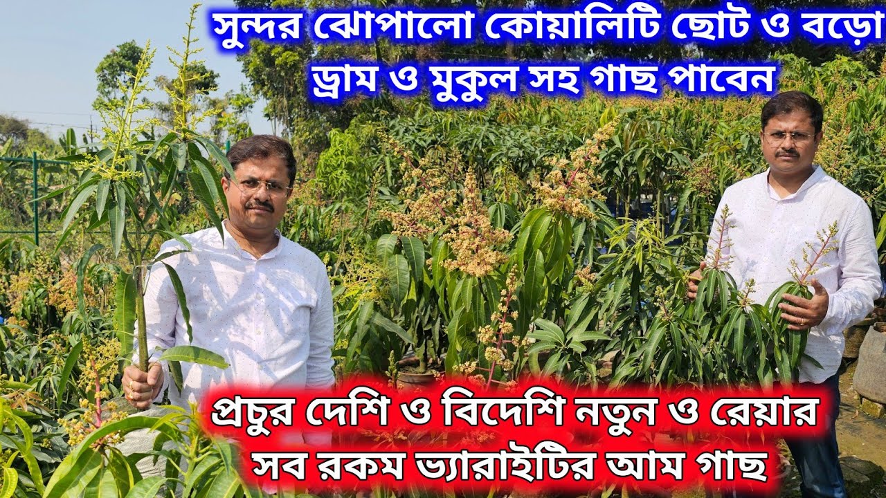 মুকুল সহ নতুন জাতের আম গাছ কুরিয়ারে ও বাস,ট্রেন সার্ভিসে নিতে পারবেন। #Hongu_Mango 