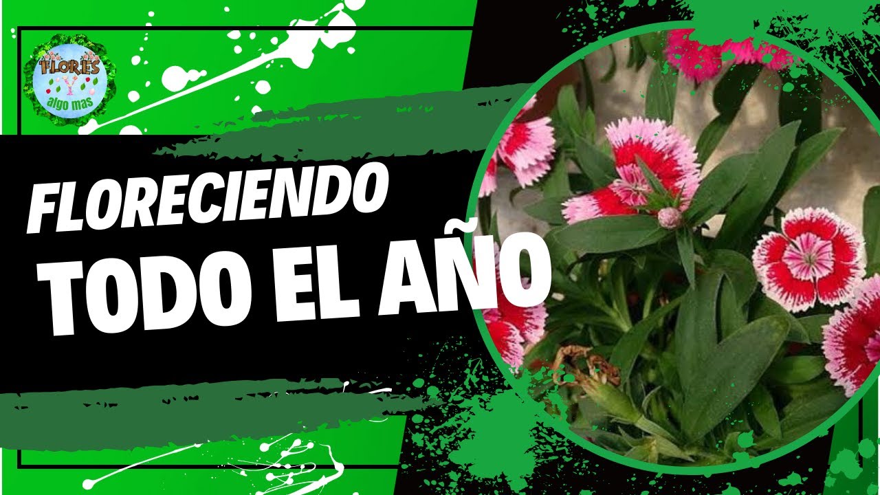 Cuidado de la planta clavelina, clavel chino: sustrato, riego, luz ideal y mucho mas