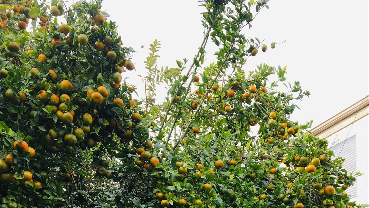 67-Tản bộ buổi sáng, thư giãn với vườn cây trái nhà hàng xóm-NamCali #nature 