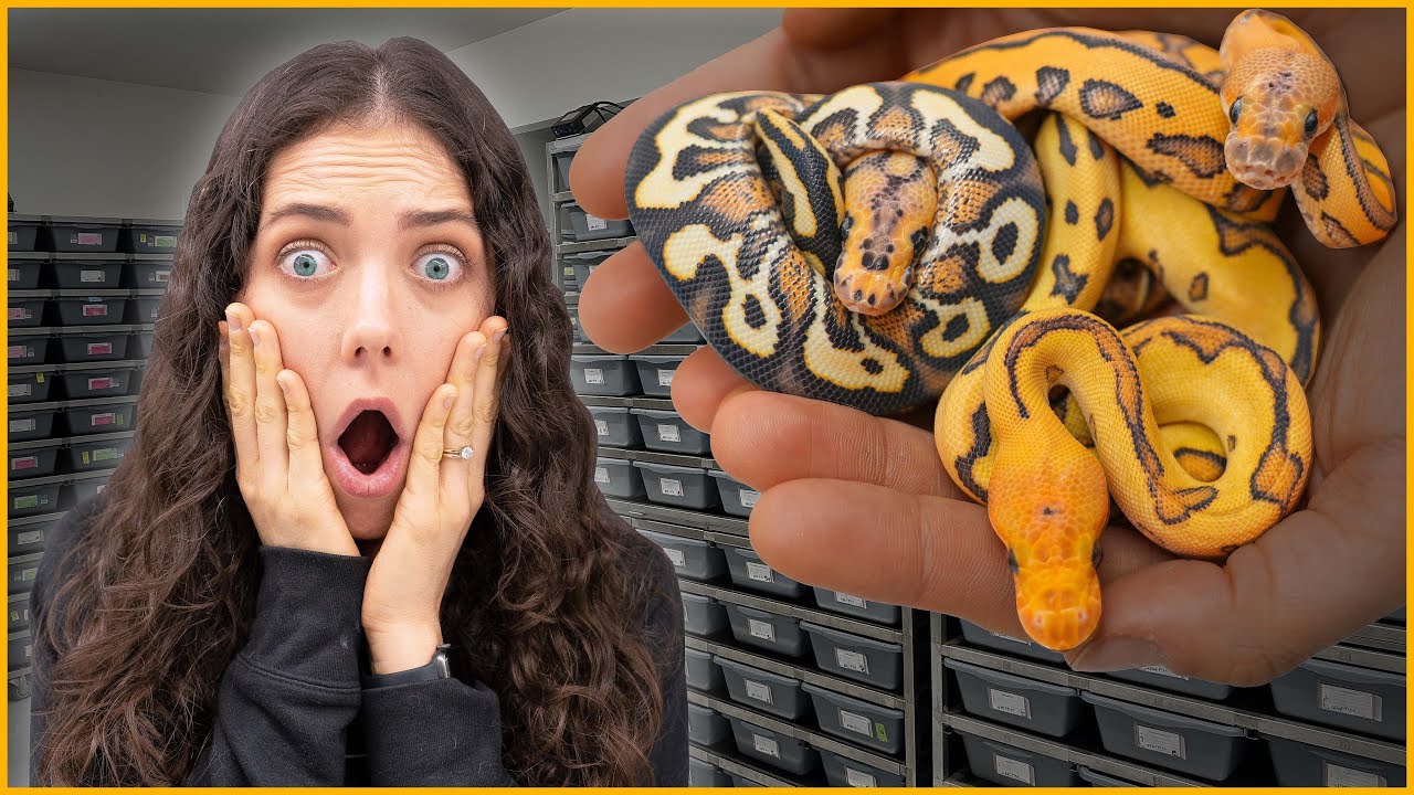 The Most EXPENSIVE Clutch We've Ever Hatched! | #Hetflix 196