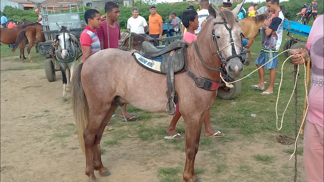 FEIRA DE CAVALOS EM CAMPINA GRANDE-PB 13-08-2025 ANIMAIS BARATO DE 700 REAIS 