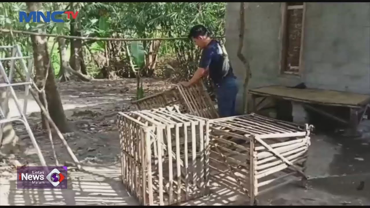 Detik-detik Penggerebekan Judi Sabung Ayam di Serang, Banten #LintasiNewsMalam 25/01