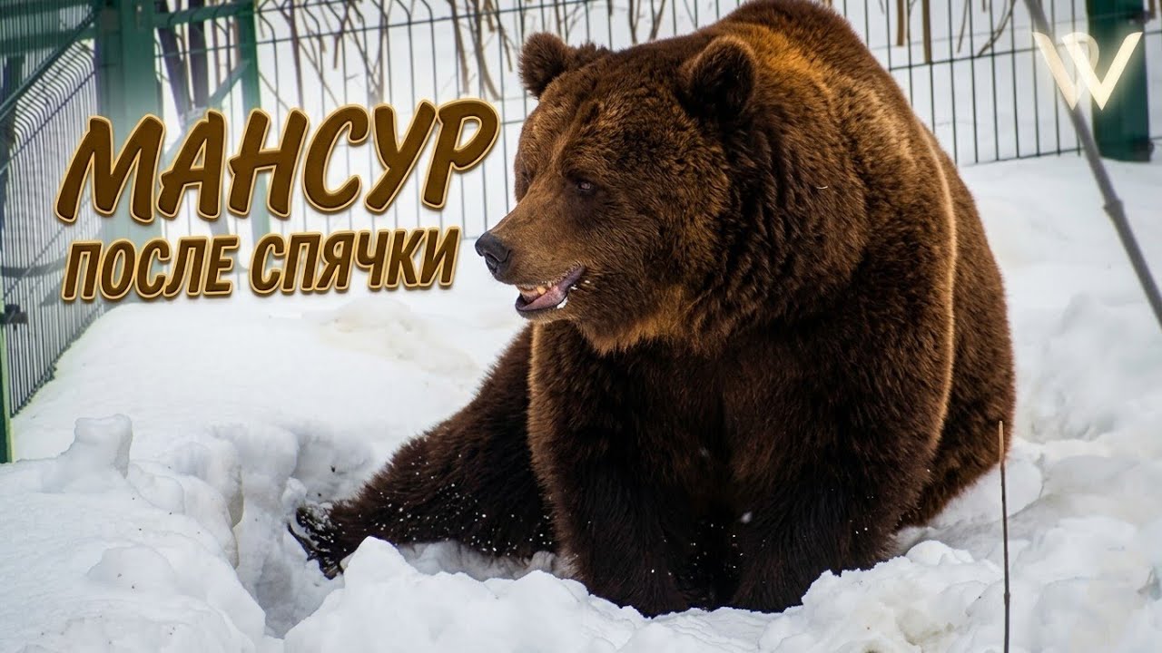 Мансур наслаждается снегом 😁 Mansur enjoys the snow_9/3/26