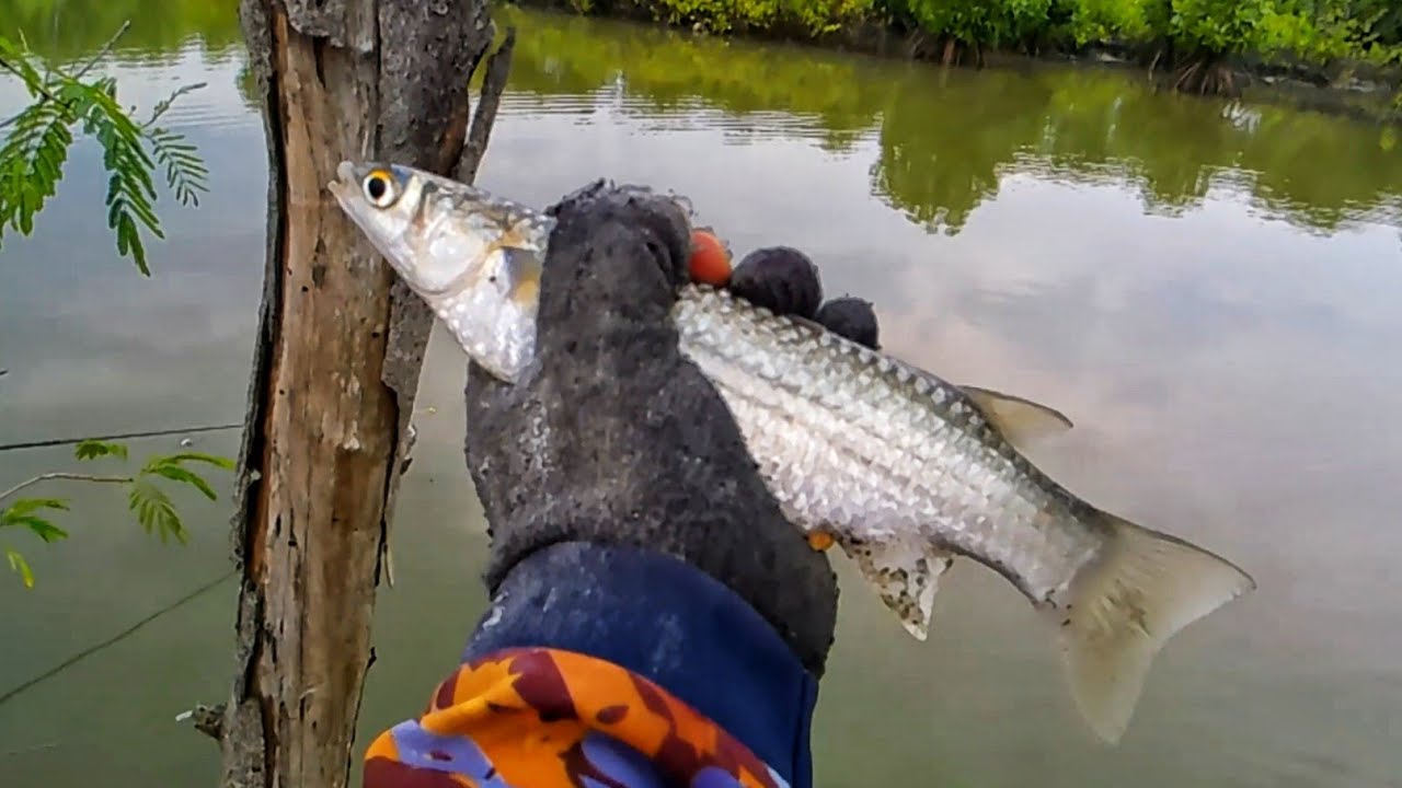 Mancing belanak Besar di Sungai Dalam