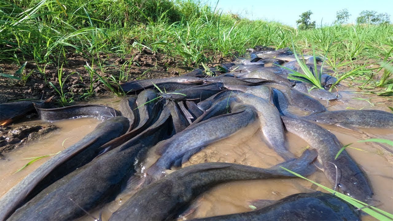 Top fishing skill, A fisherman catch a lot of fish by hand skill near the road 