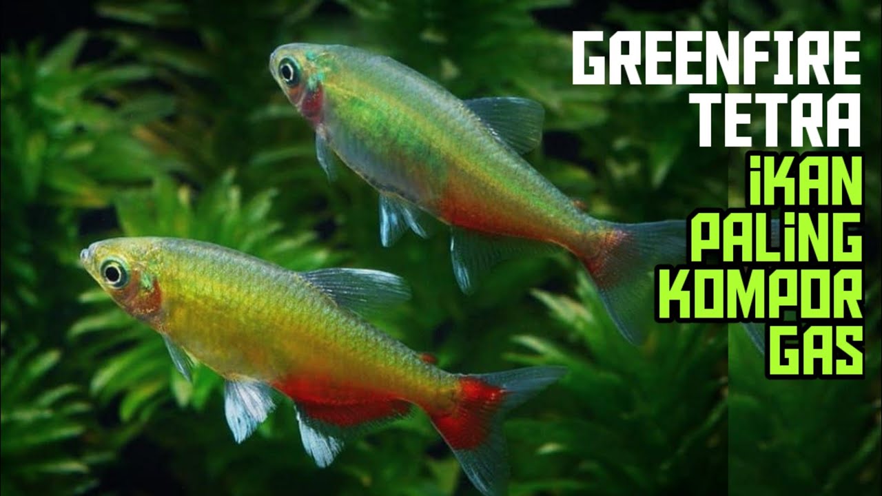 Green fire tetra, ikan aquascape anti mainstream mirip red belly piranha ~ #BASAHMAS ep.010