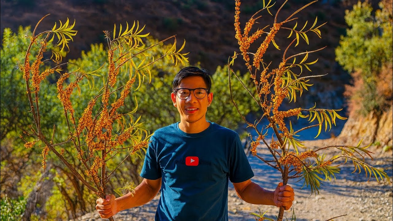 Raw & Real: Sea Buckthorn Harvest Life in Humla