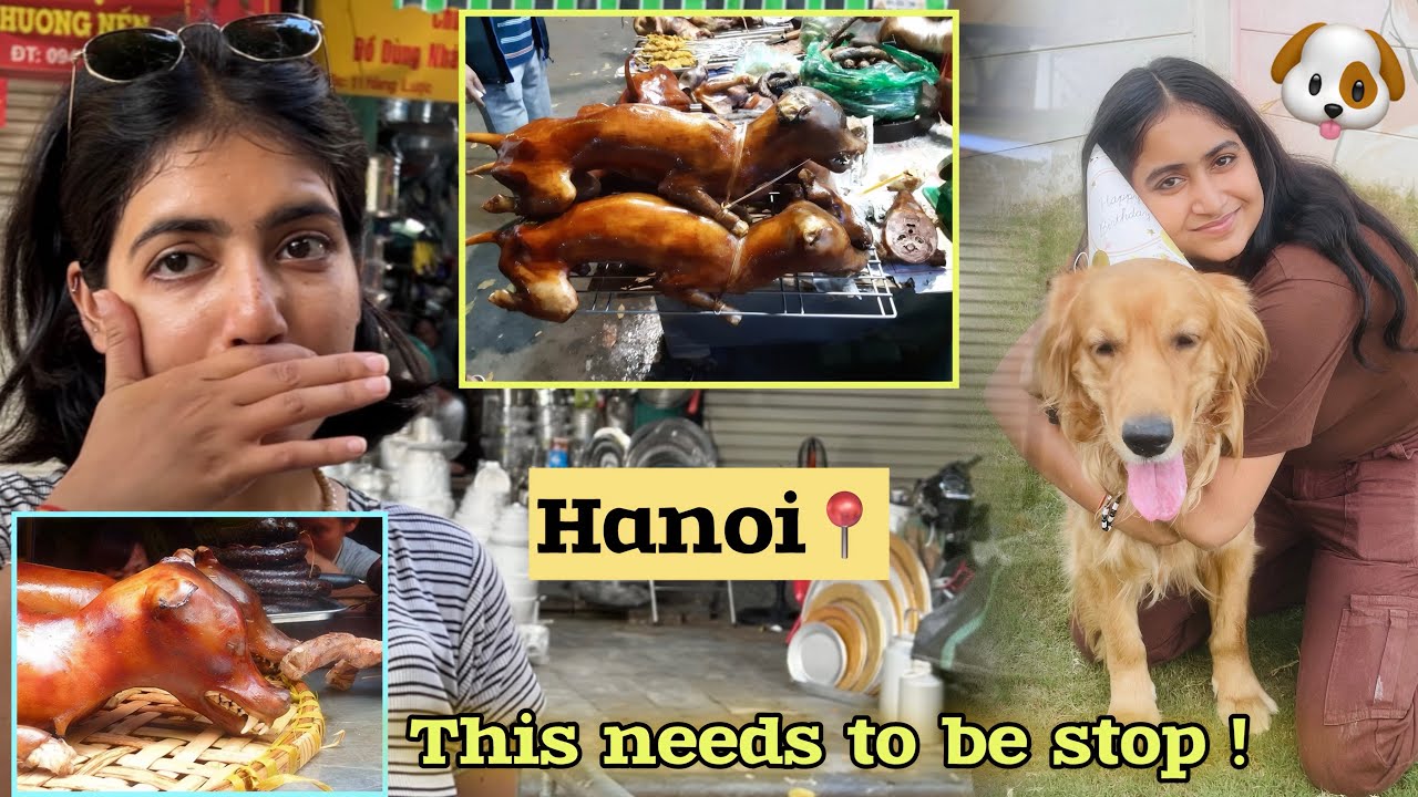 Dog Meat Market 🐕|| Vietnamese Street Food🇻🇳😦