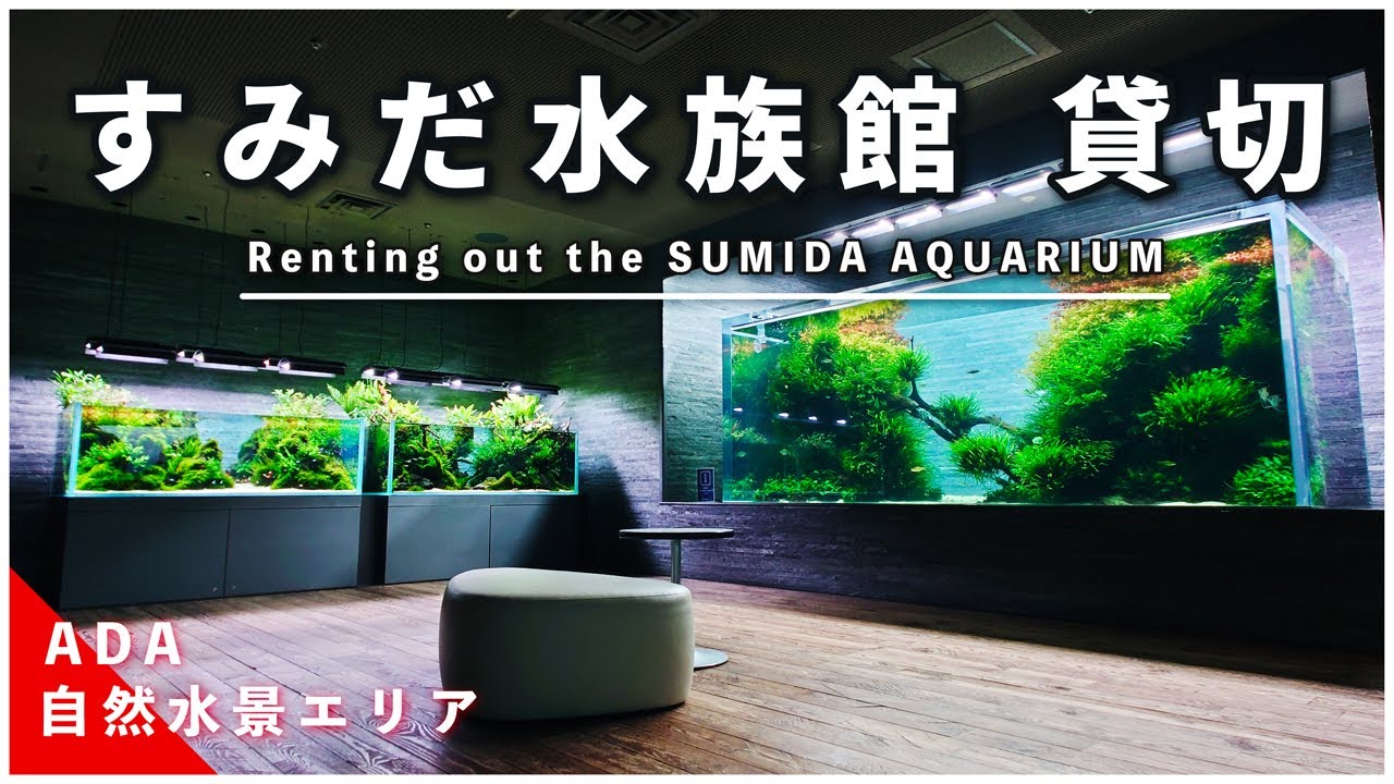 すみだ水族館を貸切！ADA自然水景エリアのネイチャーアクアリウムを撮ってきた！【アクアリウム】【熱帯魚】【水草水槽】