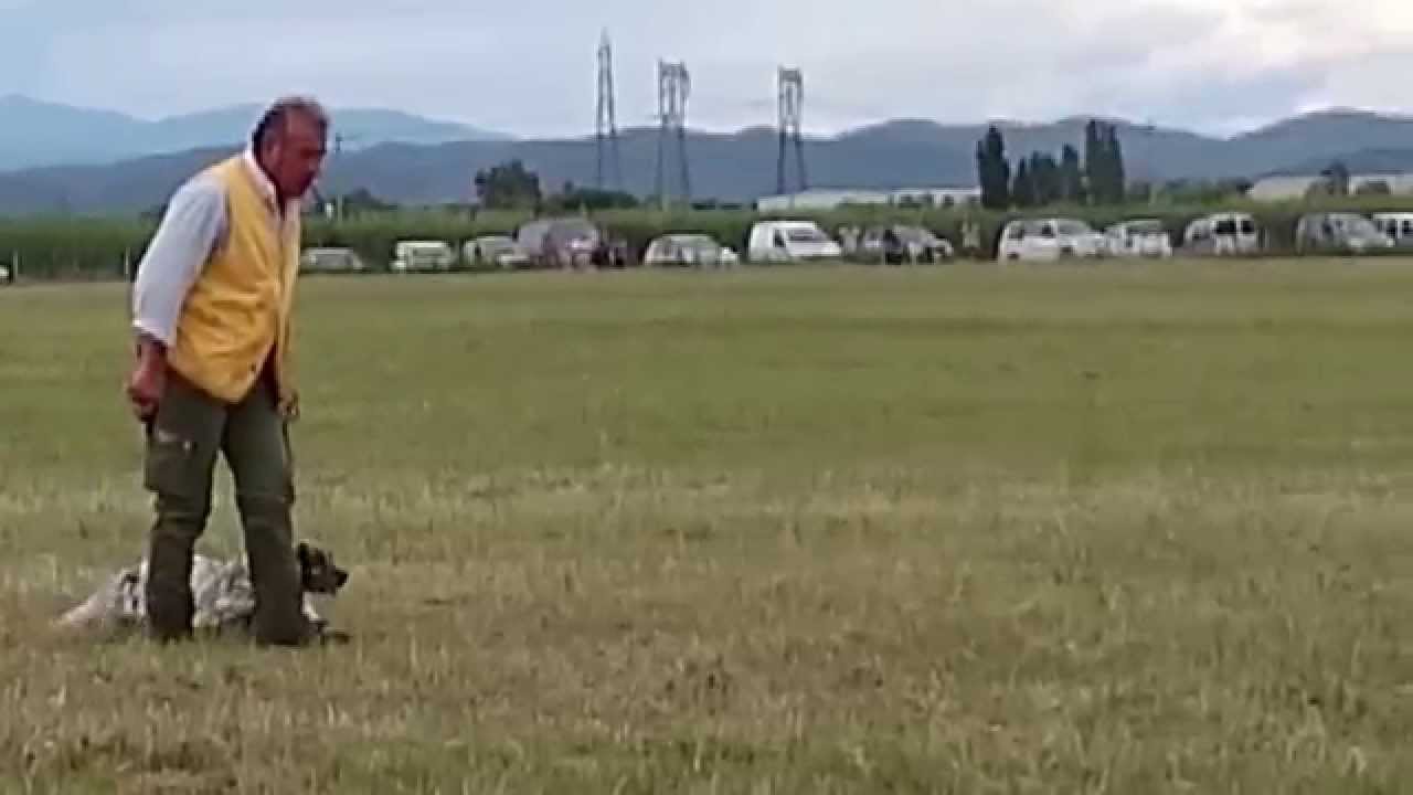RAPACHE DEL SOLE - CLASSICA QUALIE PIOBINO