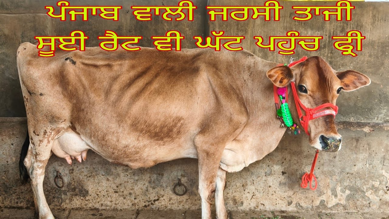 ਫੋਨ ਨੰਬਰ 9501733918 ਪੰਜਾਬ ਵਾਲੀ ਜਰਸੀ ਤਾਜੀ ਸੂਈ 