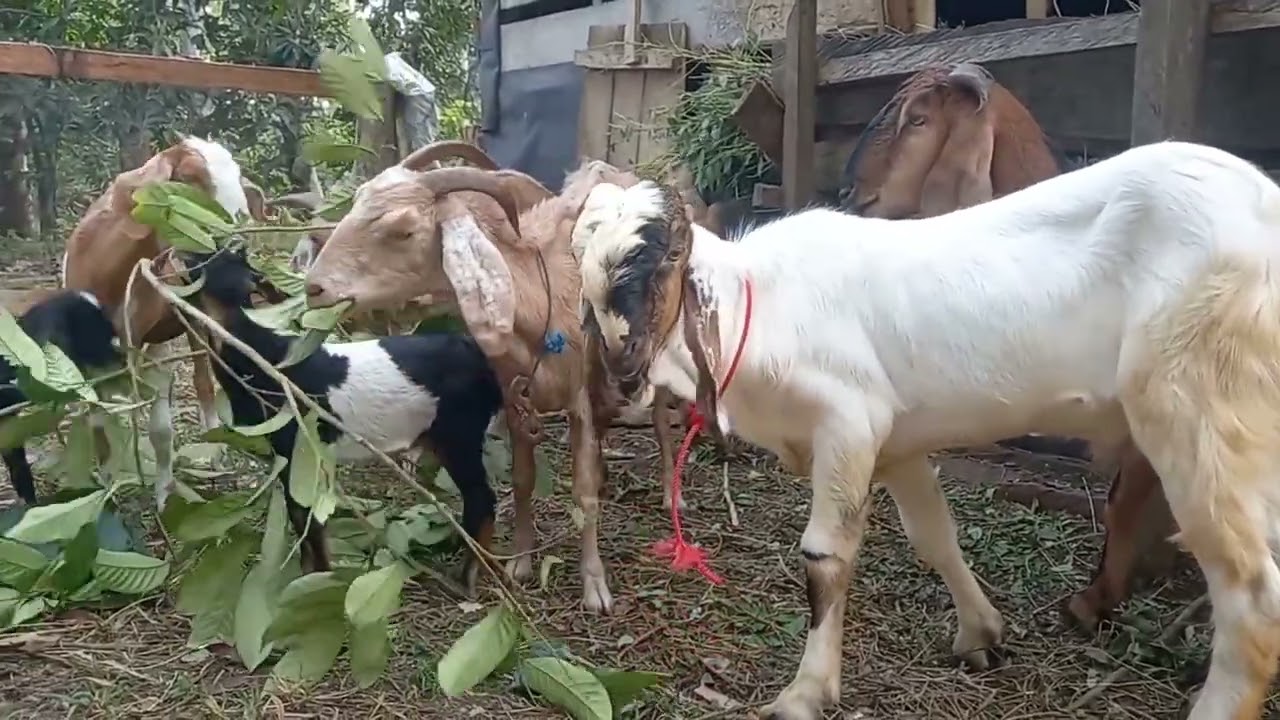 PETERNAKAN KAMBING, SISTEM UMBARAN #kambingjawarandu#kambingPE#kambingsehat