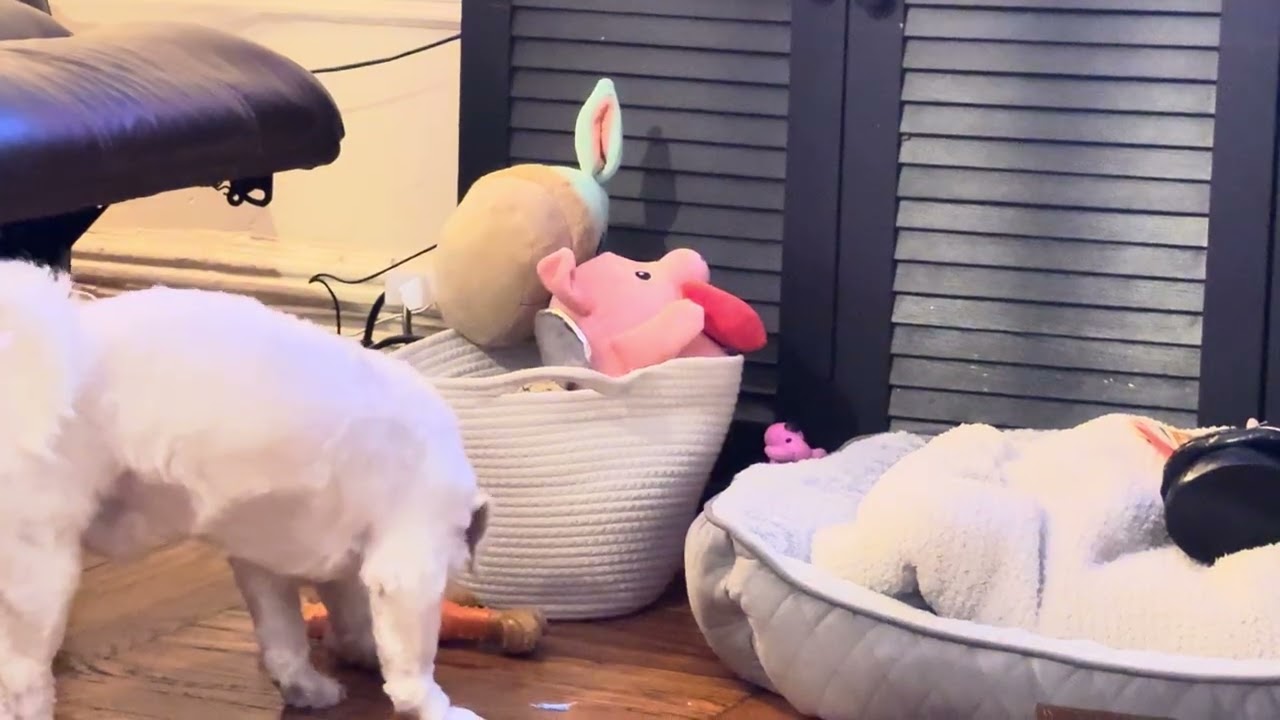 When you know your favorite toy is in there somewhere… 👀🐶 #SullieSearch