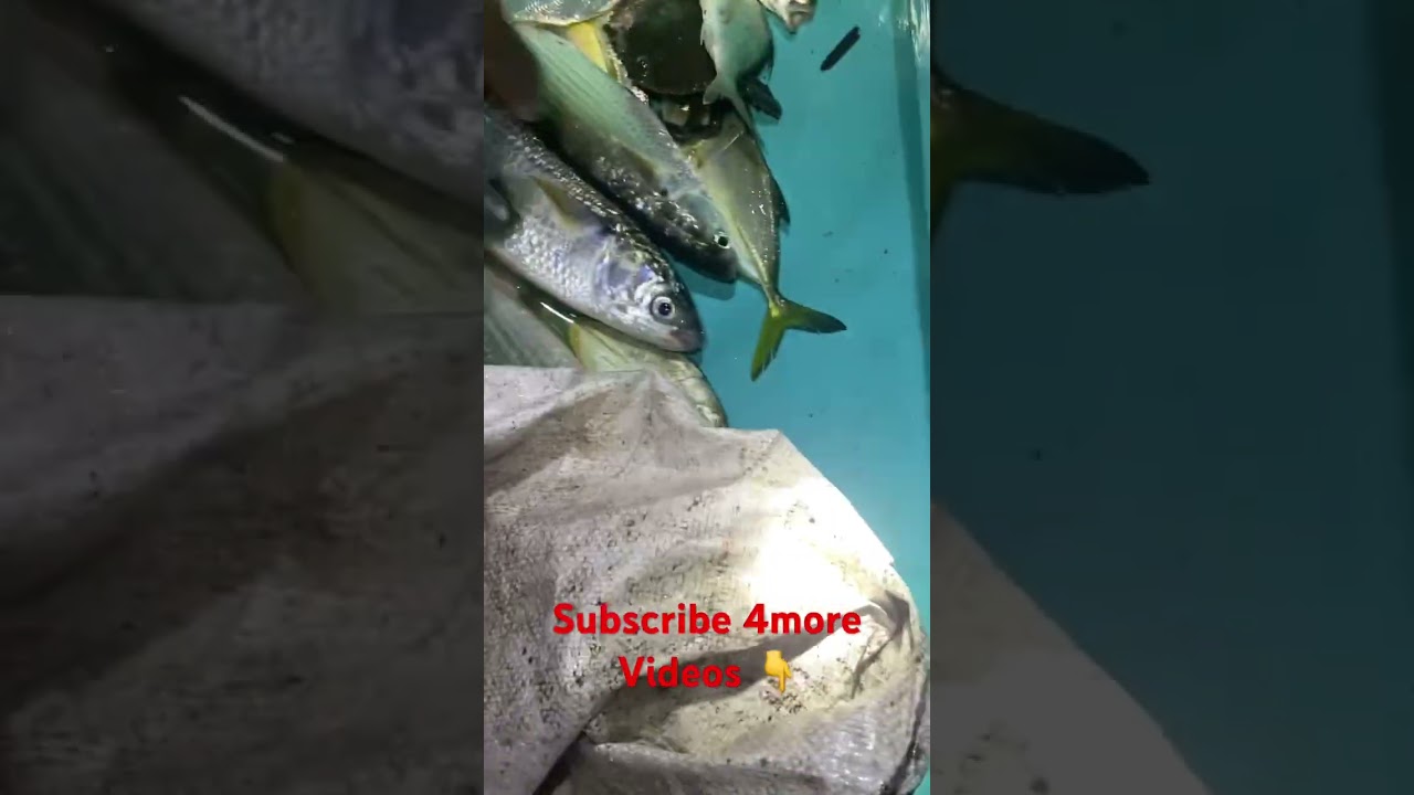 Amazing Back Water Fishing | Mullet Fish || #viral #hunting #trending #shorts