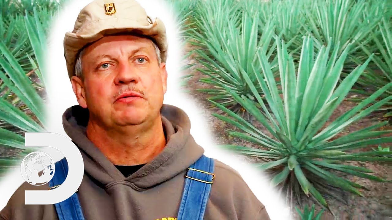 The Secrets Of Mexican Mezcal Moonshine | Moonshiners