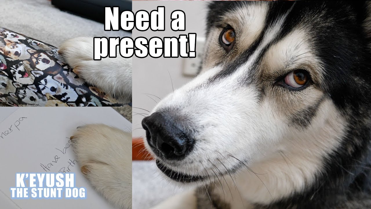 Husky Surprises Best Friend With Birthday Gift He Wrapped Himself!