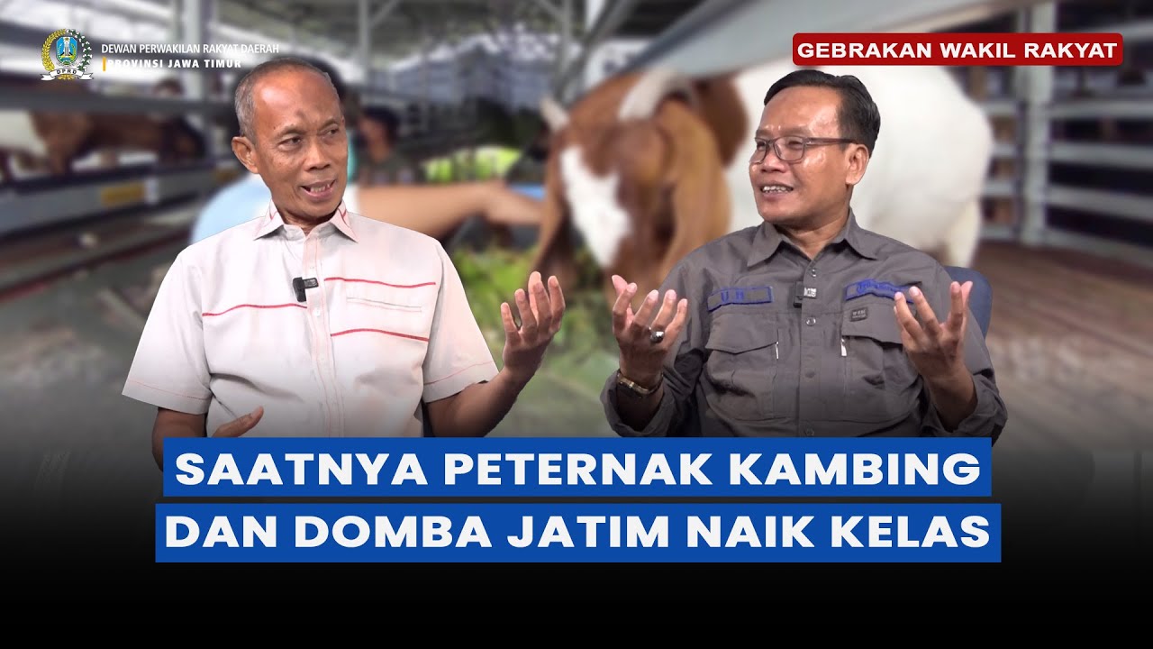 Upaya Mendorong Peternak Kambing dan Domba Jatim Naik Kelas - Gebrakan Wakil Rakyat