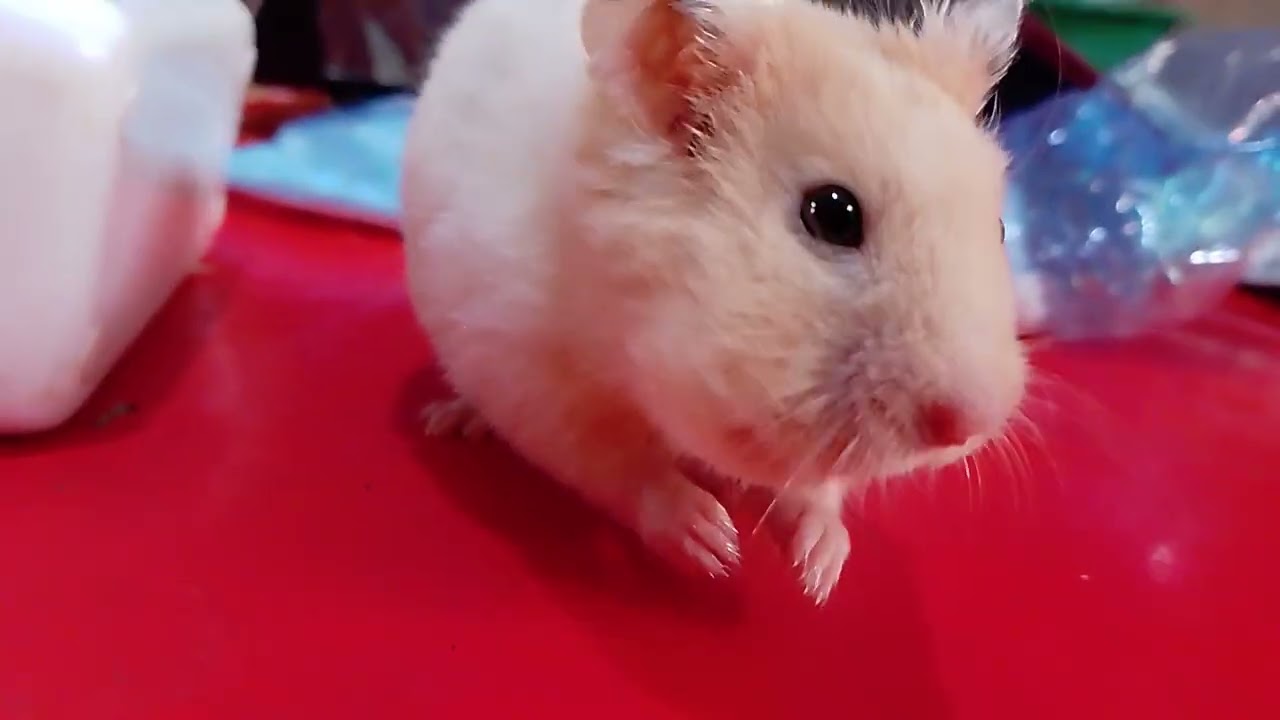 Lola's Video its kukok