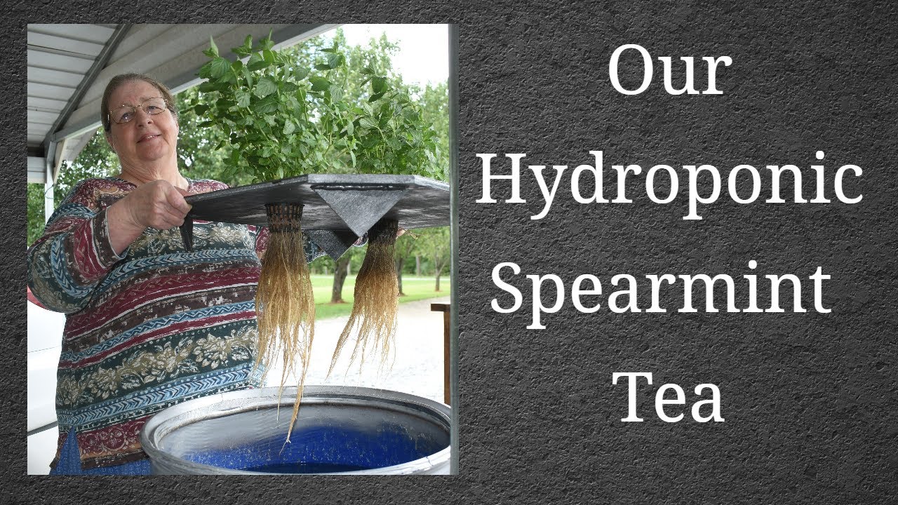 Hydroponic Spearmint Tea, Bush Hogging, Vet Visit with our Labrador Retriever, A Golden Thought