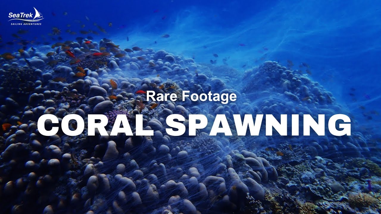 Incredible Rare Footage of Coral Spawning