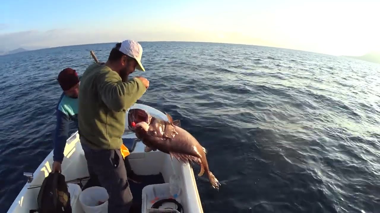 +33 White grouper, namı diğer siçoz. 236 mt de ölü kalamar dibe  iner inmez kaptı
