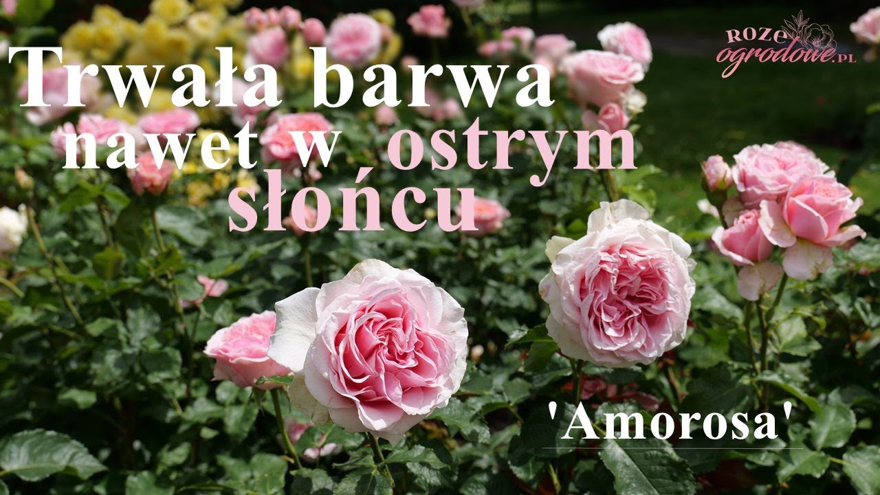 R&oacute;ża wielkokwiatowa 'Amorosa' zdumiewa trwałością kwiat&oacute;w.