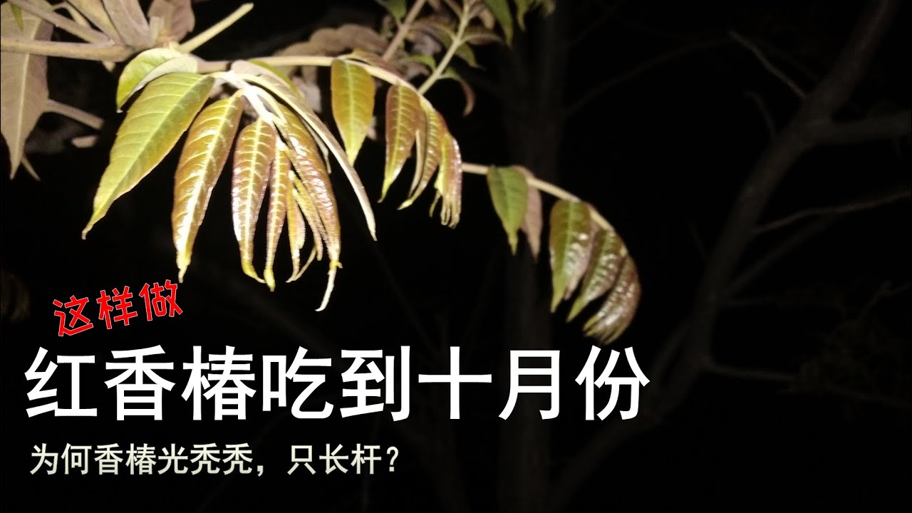 如何养护香椿树？这样做，新鲜的香椿芽吃到10月份  / 如何養護香椿樹？這樣做，新鮮的香椿芽吃到10月份